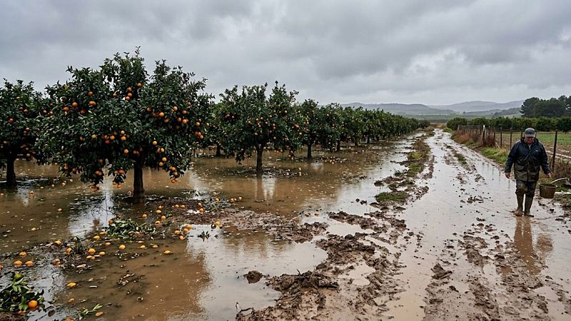 Un agricultor con impermeable camina por un sendero enfangado junto a un campo de naranjos inundado tras las fuertes lluvias.
