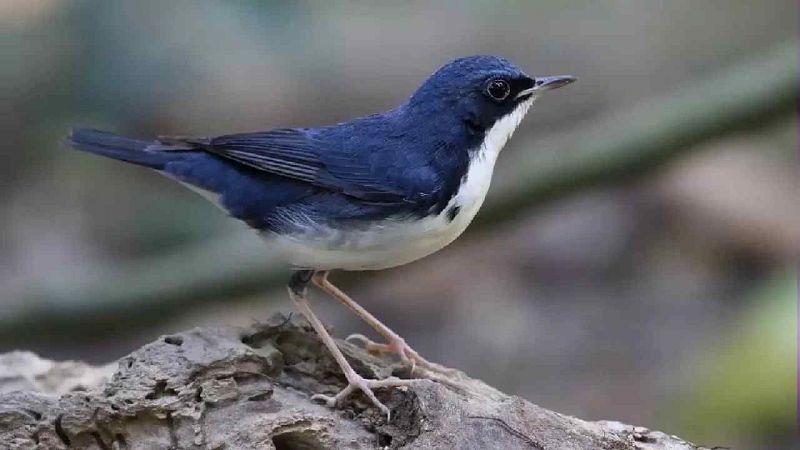 Primer plano de un ruise�or azul siberiano con plumaje azul y blanco, posado de perfil sobre una rama r�stica.