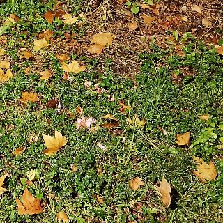 La caída de la hoja