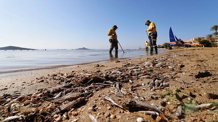 Peces muertos en la orilla del Mar Menor en 2021