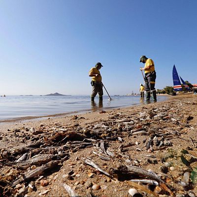 Peces muertos en la orilla del Mar Menor en 2021