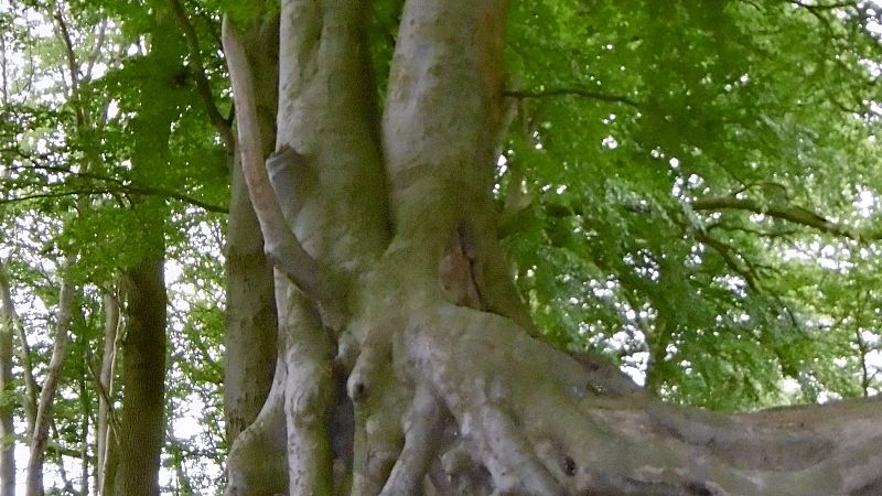 Primer plano de un �rbol centenario con ra�ces expuestas y nudosas sobre la tierra, bajo un dosel de hojas verdes iluminadas por luz natural.
