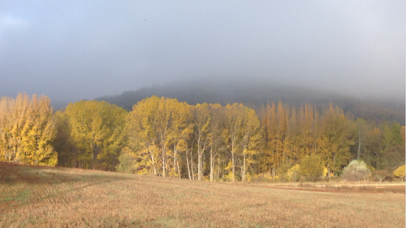 Paisaje rural oto�al con un campo despejado, una hilera de �rboles con hojas doradas y una colina difuminada por la niebla.