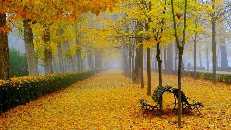 Avenida de parque en oto�o cubierta de hojas amarillas con �rboles altos, dos bancos de madera en primer plano y niebla al fondo.