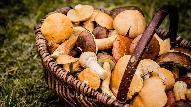 Cesta artesanal de mimbre llena de setas silvestres con sombreros en tonos marrones, ocres y anaranjados sobre un fondo de hierba natural.