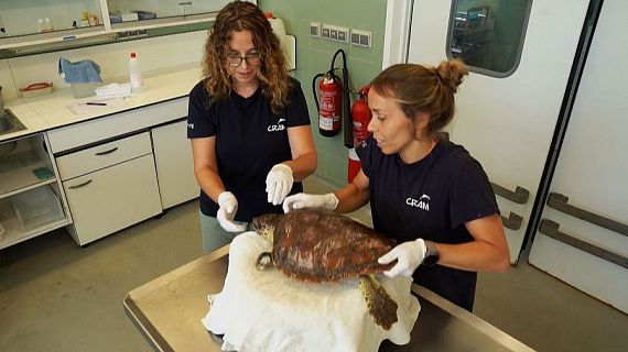 Atenes, la tortuga que arrossegava 3,5 kg de deixalles marines