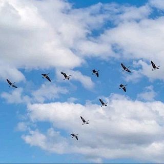 Una cabeza llena de pájaros