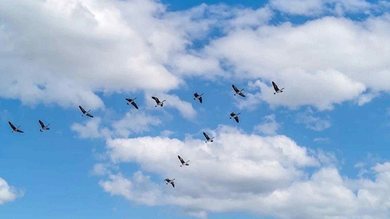Bandada de doce aves migratorias volando en formaci�n de cu�a a trav�s de un cielo azul diurno con nubes blancas y voluminosas.