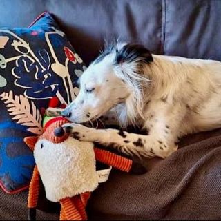 Són 4 dies- Acomiadar-se de les nostres estimades mascotes