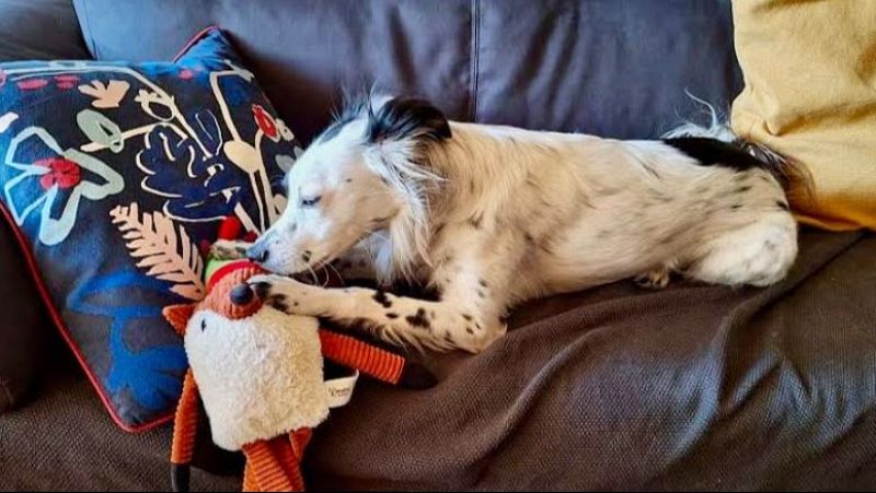 Perro blanco con motas negras tumbado en un sof� oscuro, apoyado sobre un peluche de zorro junto a cojines de colores.