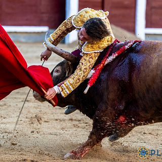 Una cornada frustra la encerrona de Álvaro Serrano en la Feria de Otoño
