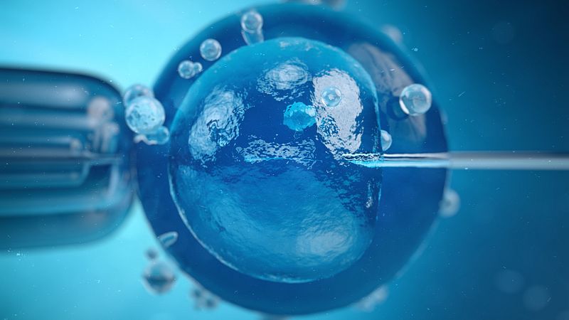 Renderizado 3D de fecundación in vitro con un óvulo azul sostenido por una micropipeta y una aguja perforando su membrana.