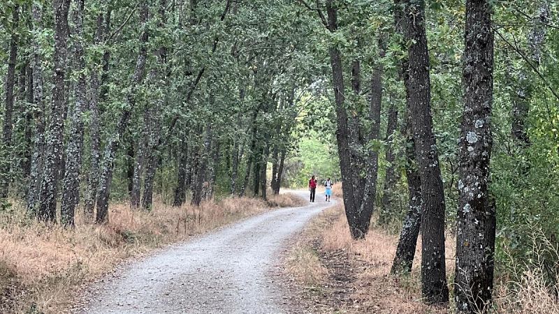 Sendero de tierra y grava rodeado de un frondoso bosque con �rboles altos y vegetaci�n baja donde se aprecian dos personas a lo lejos.
