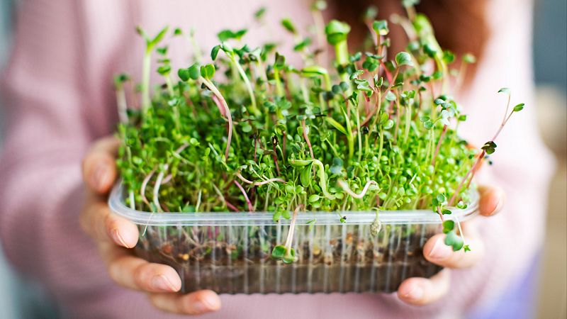 Consumo gusto - Microvegetales - 15/10/26
