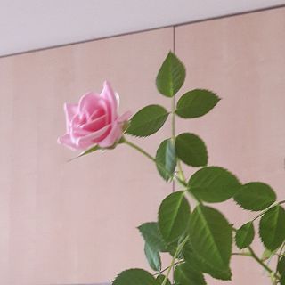 La última rosa del verano