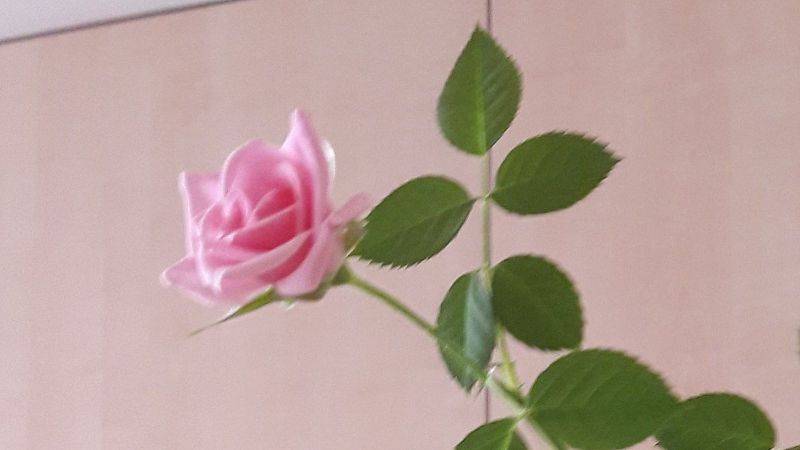 Fotograf�a en primer plano de una delicada rosa de color rosa pastel con tallo verde y hojas dentadas sobre un fondo neutro y suave.