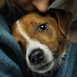 Funerària Àltima: Com enterrar les mascotes amb els seus amos