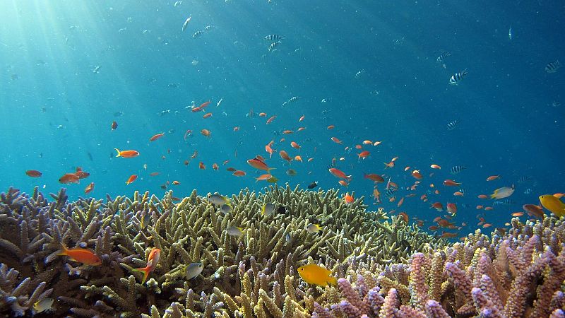 Vista submarina de un arrecife coralino iluminado por rayos de sol, con peque�os peces de colores nadando entre formaciones de coral.