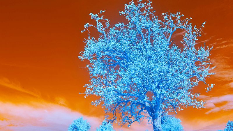 Paisaje surrealista con un gran �rbol de follaje azul el�ctrico sobre un cielo de intenso color naranja y rojo cobrizo.