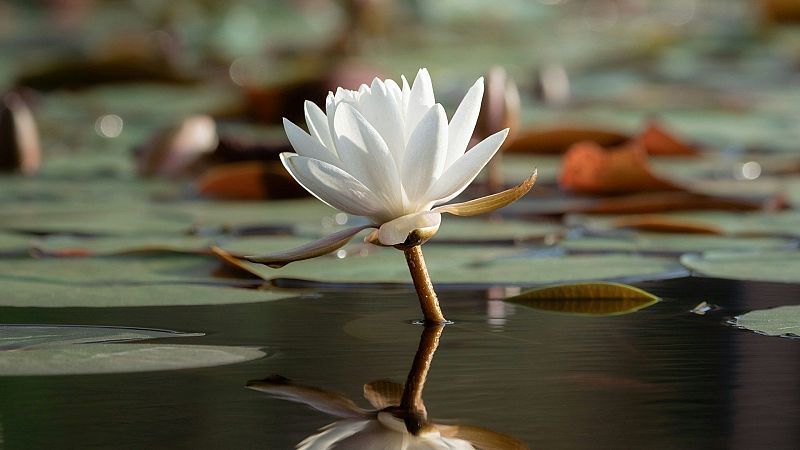 Flor de nen�far blanca flotando en un estanque con reflejo en el agua y rodeada de hojas verdes y ocres.