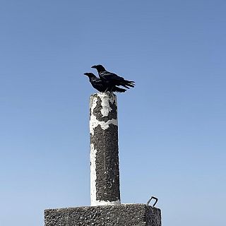 Atlas de aves migratorias