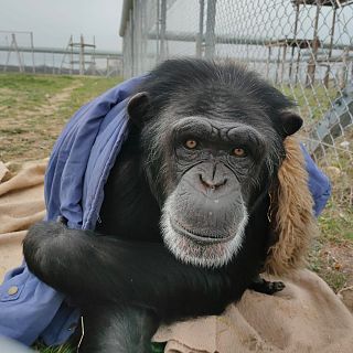 Una nueva vida para los primates