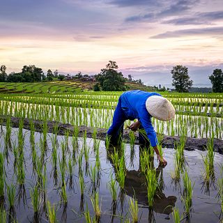 D�a Internacional del Arroz: 10.000 a�os de historia y m�s de 10.000 variedades