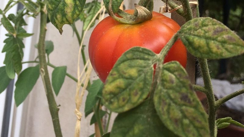 Paisajes y jardines - Jardín de tomates - 25/10/26