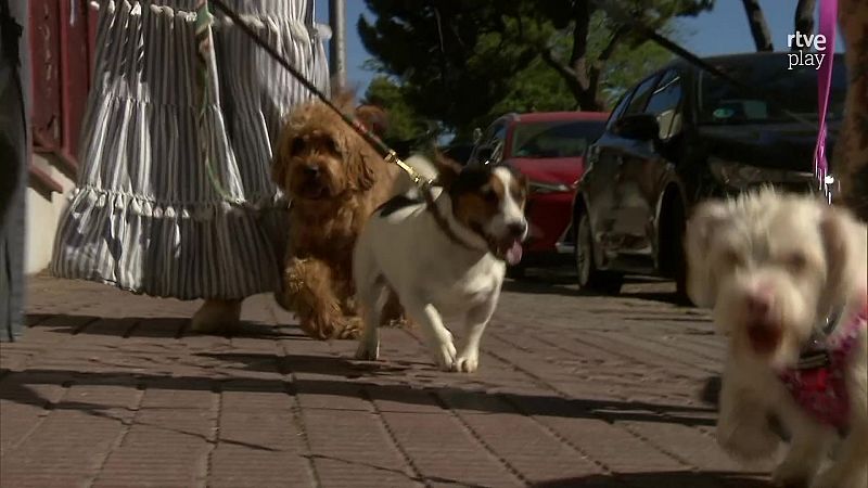 AQU� HAY TRABAJO (579) - Se admiten perros