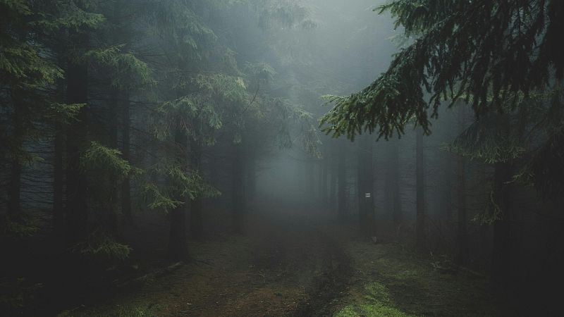 Paisaje boscoso y sombr�o con un sendero de tierra que se pierde en la espesura bajo una densa niebla blanca y gris�cea.