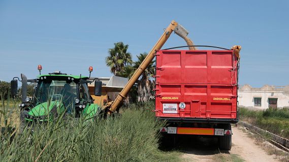 El sector arrosser exigeix ajuts urgents per afrontar la caiguda dels preus