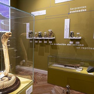 Exposición sobre venenos y antídotos de las serpientes