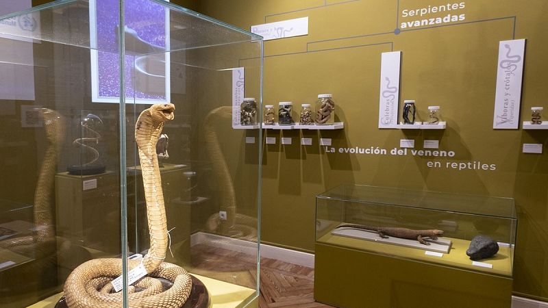 Exposición sobre venenos y antídotos de las serpientes