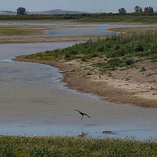 Las marismas de C�diz retroceden 2,4 metros de media al a�o