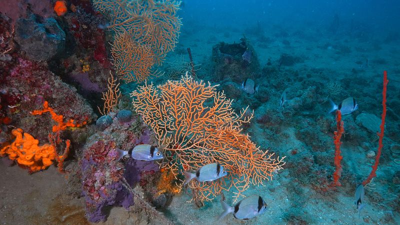 Fotografía submarina de un fondo rocoso con una gorgonia naranja y varios peces mojarras plateados con franjas negras.
