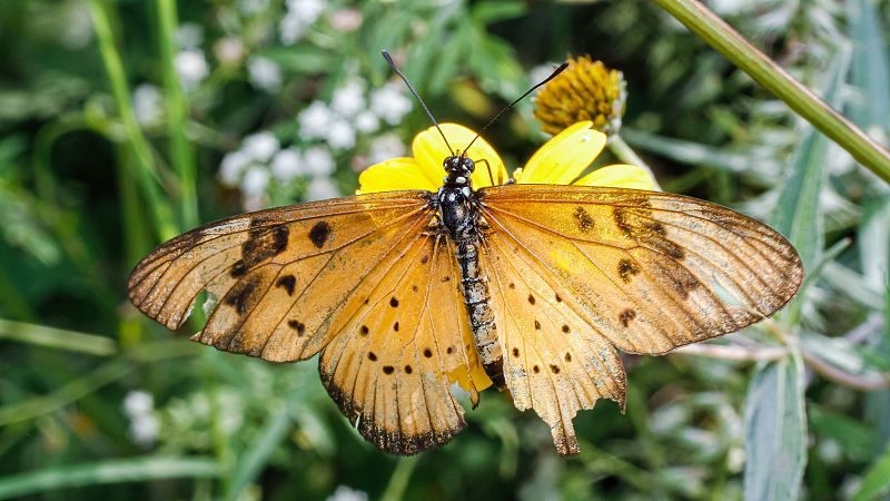 Primer plano cenital de una mariposa con alas naranja ocre desgastadas, posada sobre una flor amarilla con fondo natural desenfocado.