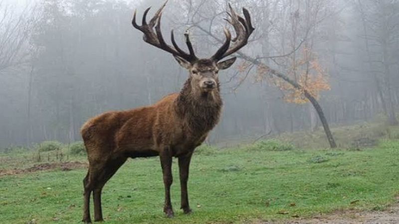 Ciervo macho adulto con impresionante cornamenta en un claro de bosque envuelto en densa bruma oto�al.