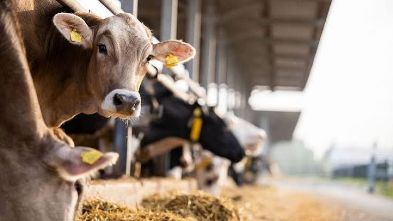 Un ternero marr�n con crotales amarillos en las orejas asoma la cabeza entre los barrotes de un establo con luz natural.