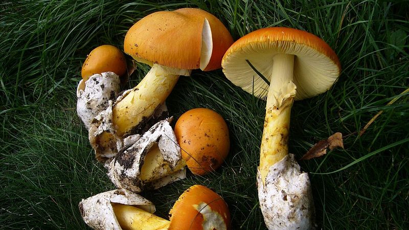 Plano cenital de varias setas silvestres con sombrero naranja y pie amarillo dispuestas sobre hierba verde.