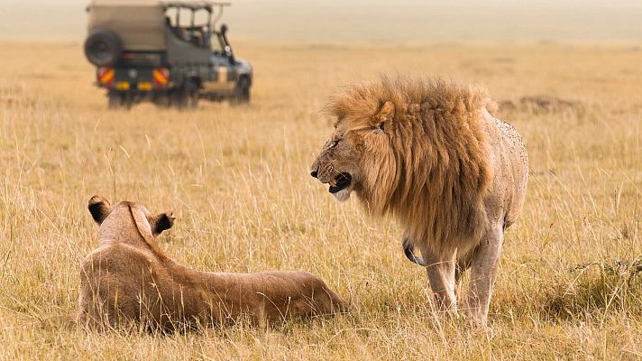 León macho con abundante melena gruñendo frente a una leona tumbada en la sabana, con un vehículo de safari al fondo.