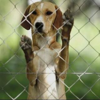 Són 4 dies- Animals de companyia: Santuaris per a protegir animals