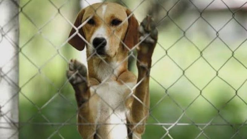 Perro mestizo de pelaje canela y blanco con orejas ca�das, apoyado en una valla met�lica dentro de un refugio.