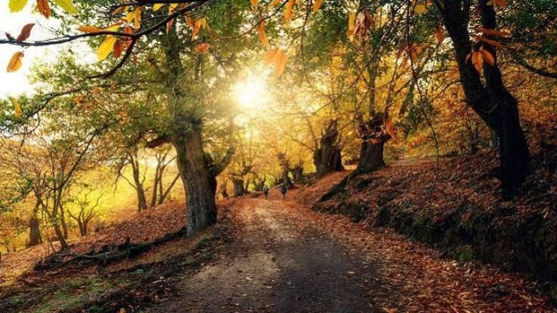 Paisaje oto�al con un camino de tierra bordeado por �rboles de hojas doradas y anaranjadas, donde la luz del sol se filtra e ilumina el sendero y a dos personas a lo lejos.