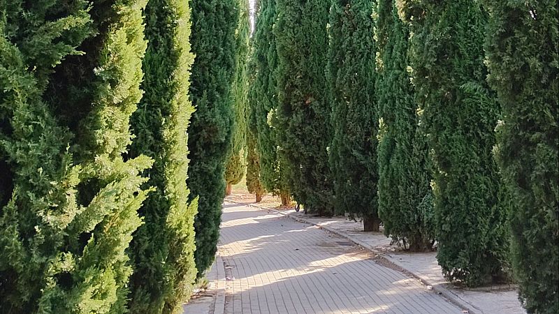 Sendero peatonal adoquinado y flanqueado por altos cipreses verdes con luz dorada matutina.