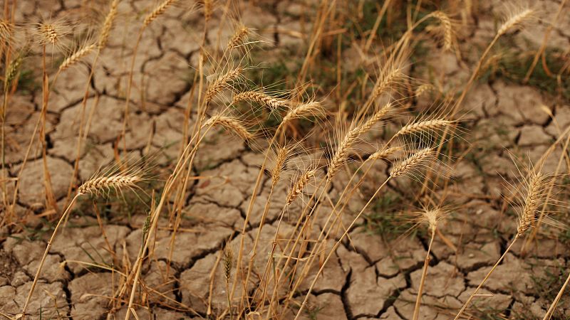 Mundo rural - Lucha de la agricultura contra el cambio climático - 28/10/26