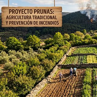 La Palma - Programa PRUNAS