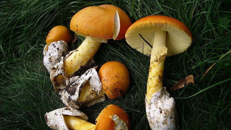 Varias setas silvestres comestibles de Amanita caesarea con sombrero naranja, l�minas amarillas y volva blanca reposan sobre hierba verde.