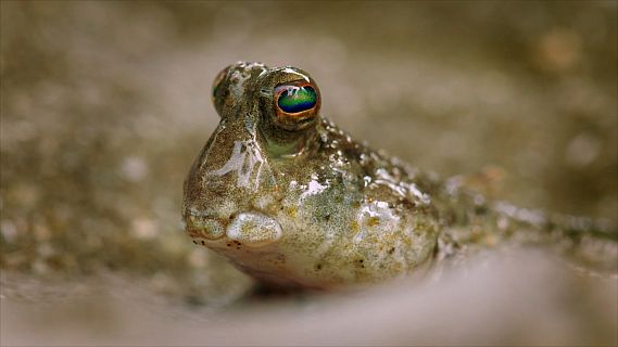 Los microorganismos, clave para entender la evolución
