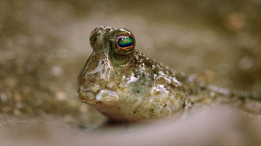 Los microorganismos, clave para entender la evolución
