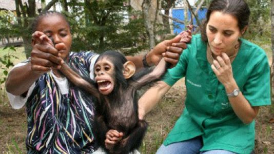 La IA llega a los chimpancés y al Instituto Jane Goodall